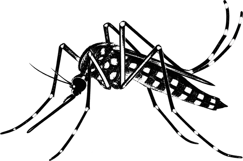 A mosquito