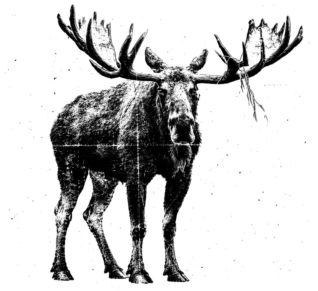 A photocopied engraving of a bull moose